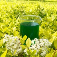 污水循環水植物除臭劑，是采用植物提取液和先進的植物