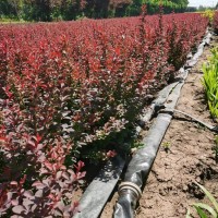 40公分紅葉小檗綠籬苗基地有50萬棵苗壯根系發達 貨源充足