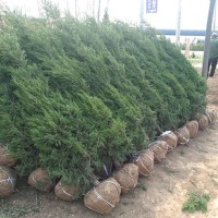 沭陽蜀檜價格1米8至2米高蜀檜價格批發