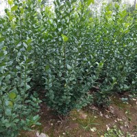 衛矛球基地批發50公分-60公分衛矛球價格報價