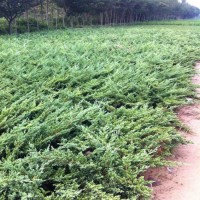 沭陽鋪地柏價格20公分30公分40公分鋪地柏價格報價