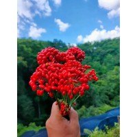 吉林宏久人參果提取物，人參果甙