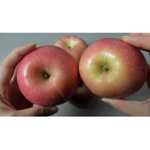 青島港蘋(píng)果出口清關(guān)商檢我們來(lái)幫您一