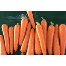 胡蘿卜出口清關商檢流程和注意事項