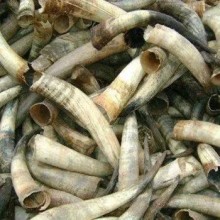 非洲牛角進口清關，牛角進口清關的單