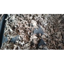 干姜片怎么進(jìn)口，干姜片進(jìn)口清關(guān)流程