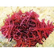 進(jìn)口麒麟菜報(bào)關(guān)我們可以幫您解決麒麟